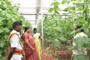 40 Tons of Cucumber in 159 Days: Transforming Farming in Namakkal