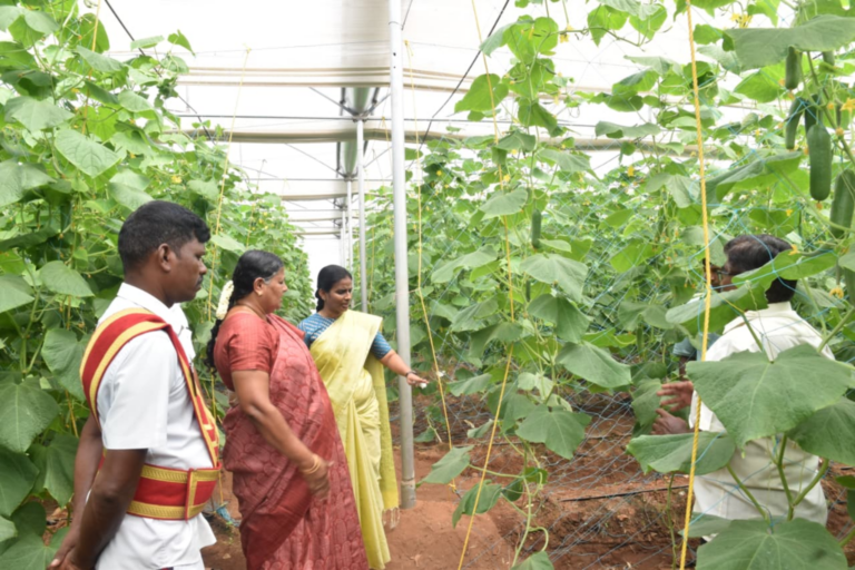 40 Tons of Cucumber in 159 Days: Transforming Farming in Namakkal